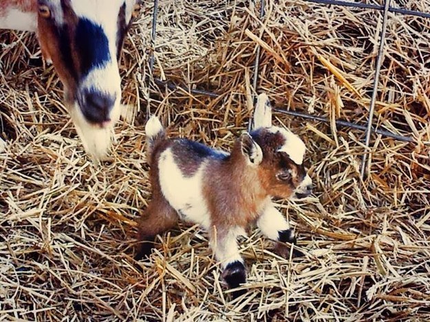 And this newborn goat looking like he's ready to take on the world.