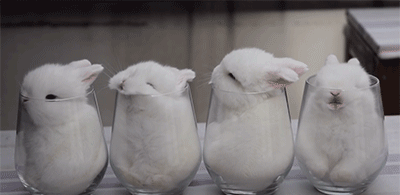 21 Baby Animals So Tiny You Might Want To Cry