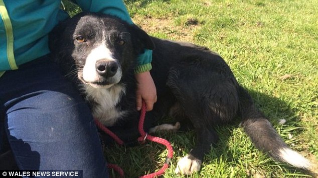 Black and white sheepdog Pero (pictured) was taken to his new home in Cockermouth, Cumbria, by farmer Alan James from the country village of Penrhyncoch, Wales, at the beginning of March