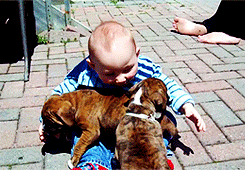 animals dog puppy hugging sitting