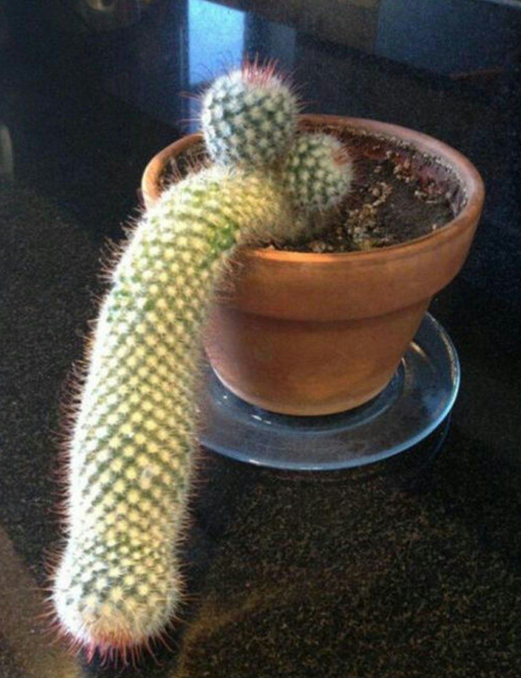 Your very own cocktus.