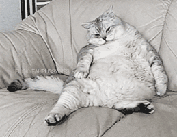 cat cute fat lazy