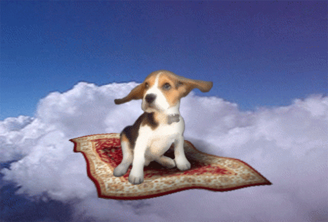 dog cute adorable puppy flying