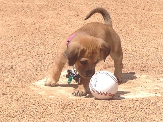 As the team's first bat dog, Daisy will undergo training to learn how to fetch baseballs and pick up bats from the field.
