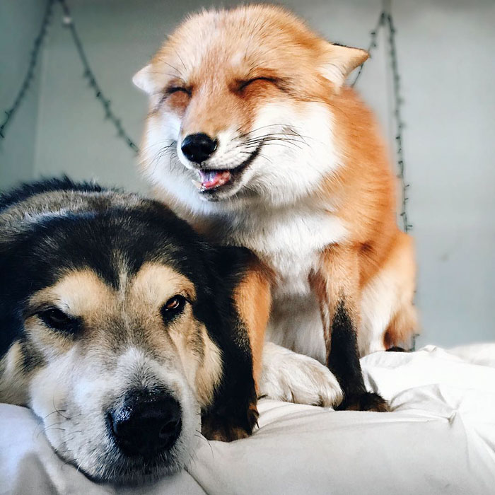 juniper-pet-fox-dog-friendship-moose-2