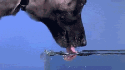 Dogs actually curl their tongues under to lap up up water.