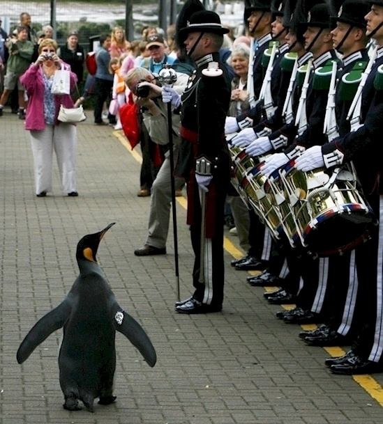 There's actually a knighted penguin in the Norwegian Royal Guard. His name is Nils Olav.