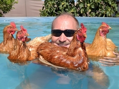 Chickens can float on water.