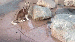 funny gif dog fountain surprise19 Animals are the engine that drives the internet (37 Photos)