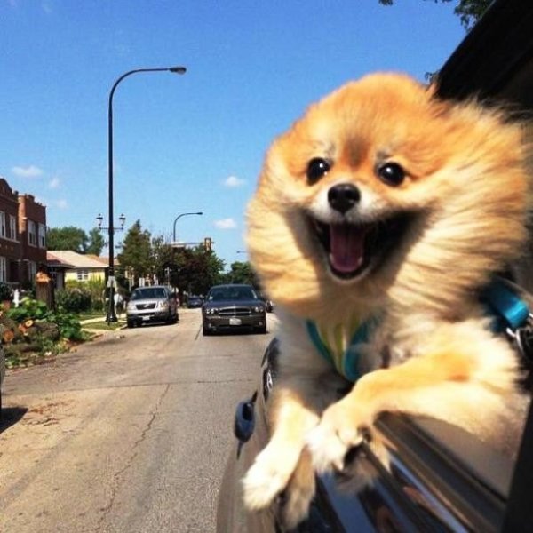 animals cool fun 13 Animals are the engine that drives the internet (37 Photos)