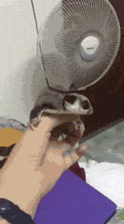 funny gif flight simulation fan sugar glider19 Animals are the engine that drives the internet (37 Photos)