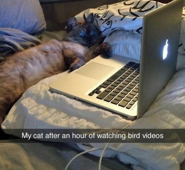 animals cool fun 28 Animals are the engine that drives the internet (37 Photos)