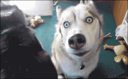 gifs 0419 Animals are the engine that drives the internet (37 Photos)