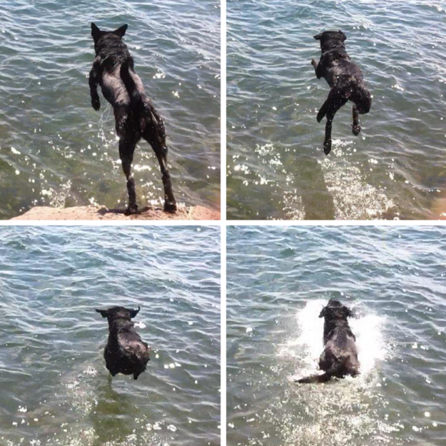 Dogs and water: