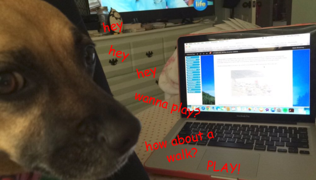 Trying to work when you have a dog: