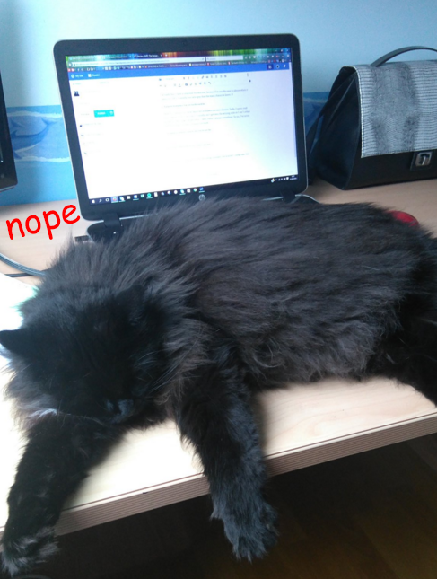 Trying to work when you have a cat: