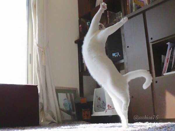 Some cats might excel in hunting mice or birds, others might have more of a fondness for napping or eating lasagna, but this curious feline has decided to take up something a tad more off the beaten path -- dancing. Ballet dancing to be precise. 

While we all know cats to be graceful, but this little fella takes it to a knew level by purrfecting his aplomb's and allegro's.