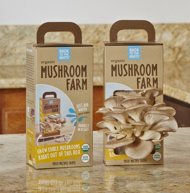 A kit for turning your kitchen into a petite mushroom farm.