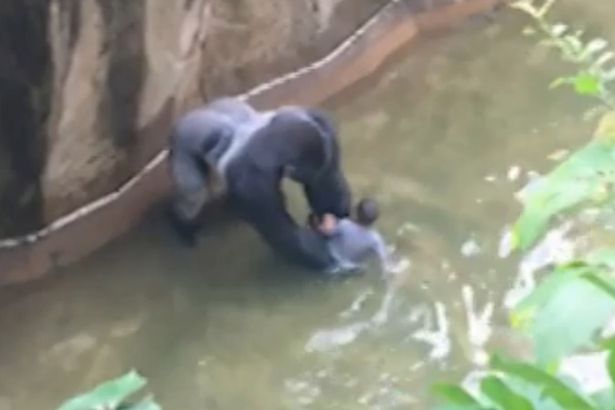 Boy falls in to Gorilla enclosure at cincinnati zoo
