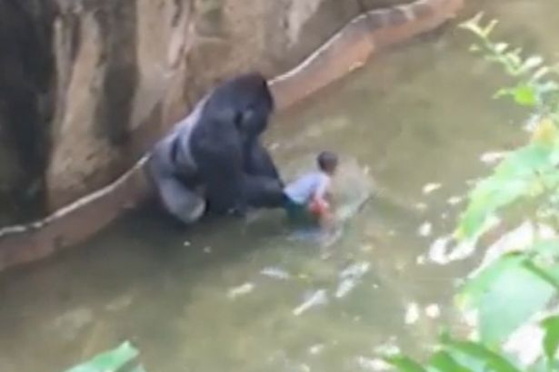 Boy falls in to Gorilla enclosure at cincinnati zoo
