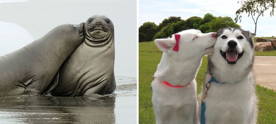 Seals Look Like Dogs