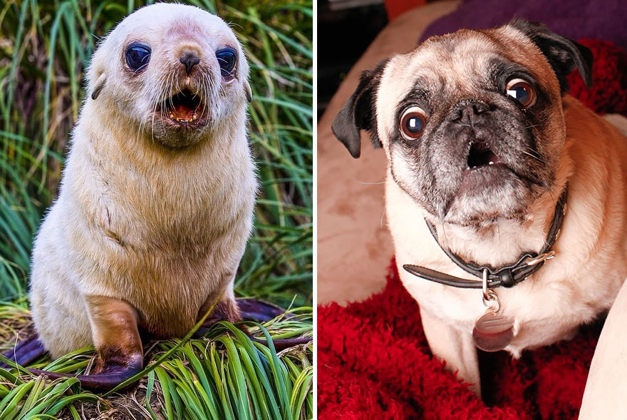 Seal Looks Like Dog