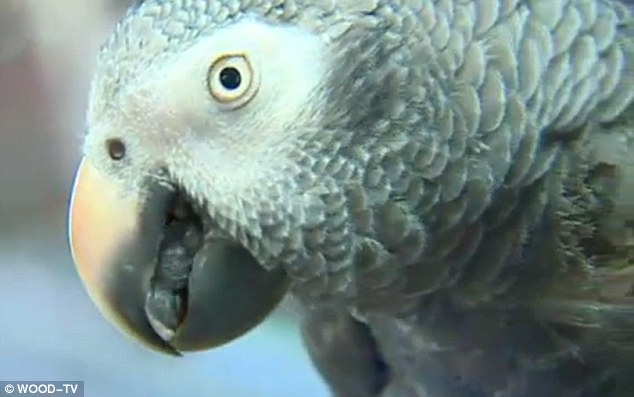 'Don't f---ing shoot': African grey parrots like Bud usually mimic things they¿ve heard repeatedly, experts say