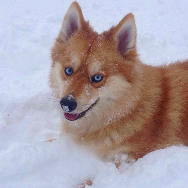 Apparently she's not a tiny magical creature, but is in fact a "pomsky" (a pomeranian-husky mix).