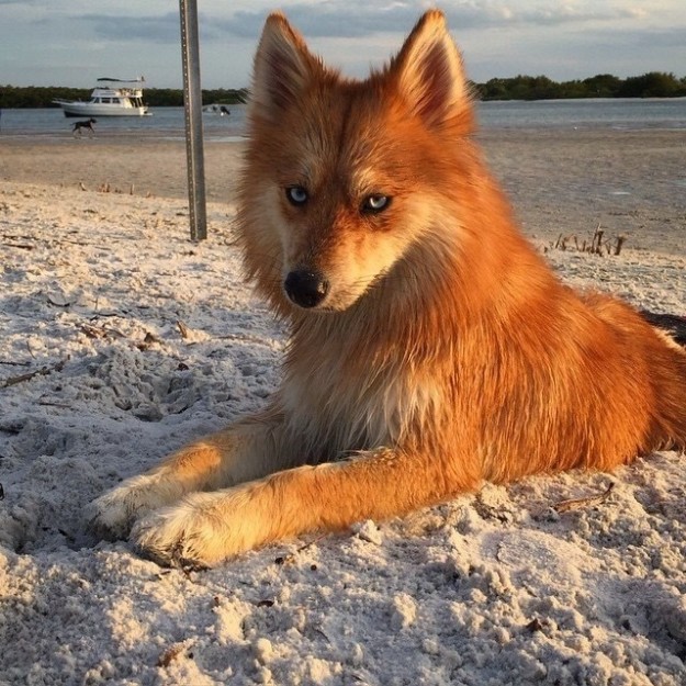 Mya took the internet's heart by storm when this photo of her found its way to Reddit, where people noted her resemblance to a fire-type Pokémon and "the real Mozilla Firefox."