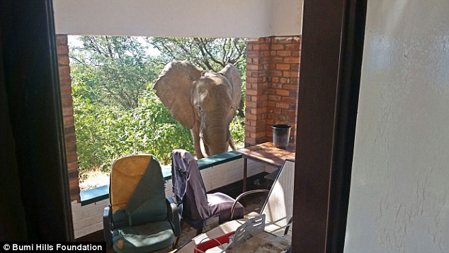 The bull elephant, named Ben, surprised guests when he approached the Bumi Hills Safari Lodge in Zimbabwe