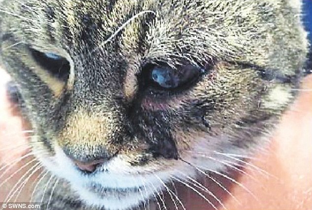 The yobs turned their weapons on Mummy Cat and shot her twice at close range - once in the abdomen and once in her face, causing her to lose an eye