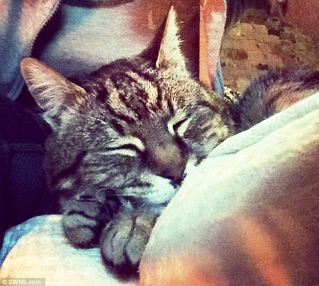 Mummy Cat was one of the world's oldest cats when she was shot by cruel teenage yobs at the age of 25 