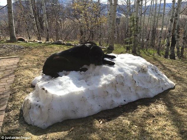 Snow joke: The photos, which were uploaded by Reddit user offandthenonagain show the loveable pup lounging on a pile of snow in the back yard - apparently unimpressed by the scenic views of the mountains beyond