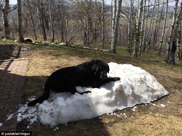 Warming up: As the heat rises and the snow pile shrinks, the dog seems nonplussed by the changes, and continues lounging on - or perhaps guarding - the ice