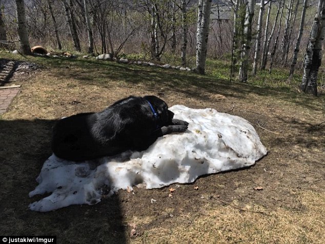 In for the long haul: It's quite clear that the dog - which appears to be a black English Labrador mix - has no intention of letting the ice pile disappear without making the most of it