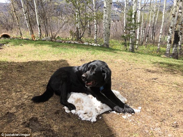 That shrinking feeling: Some Imgur users joked that the snow wasn't melting - it was the dog that was growing