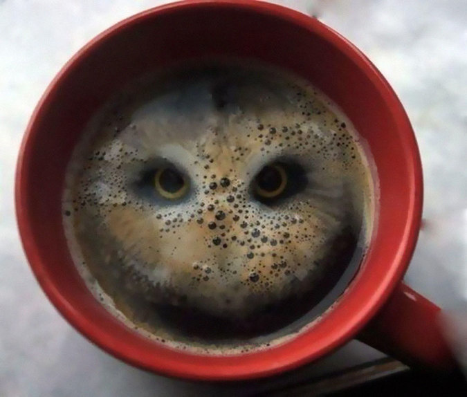 This owl appeared when someone dropped potato chip snacks into a cup of coffee.