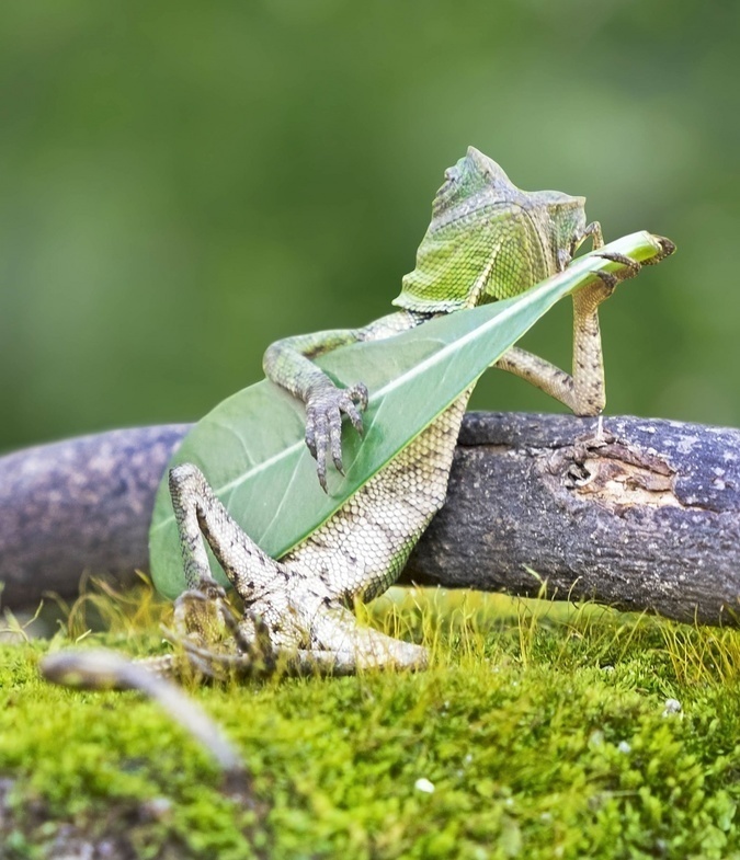 A lizard strumming his leaf guitar.