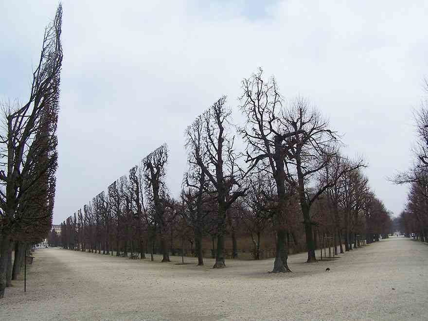 The sculpted trees of Schonbrunn Palace, Austria, during the winter.