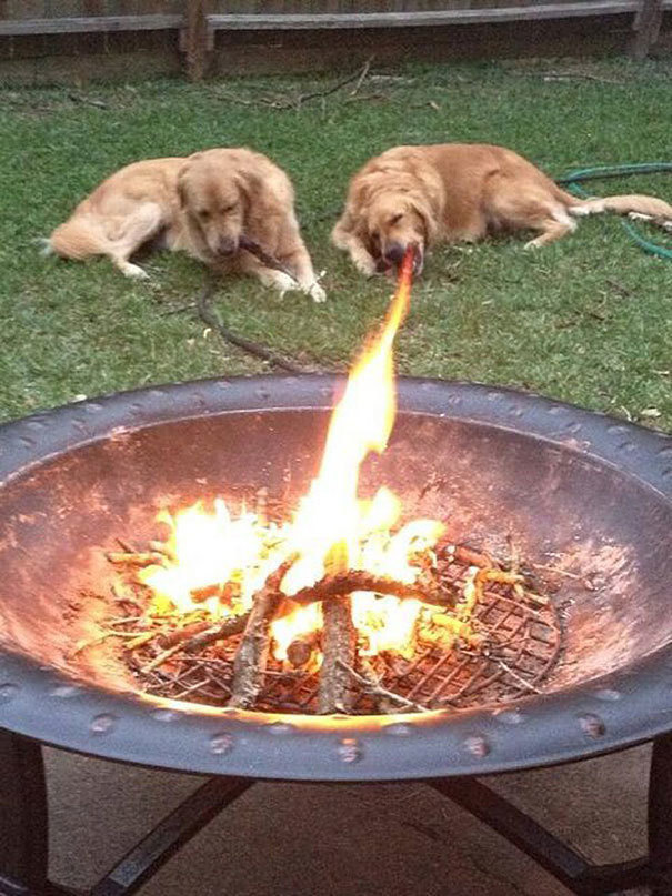 Look it's a fire breathing dog. 