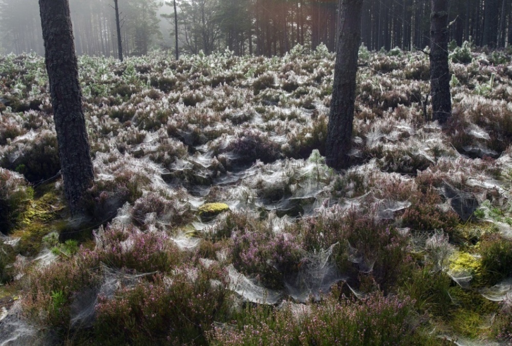 Trees in Abernethy forest, Scotland covered in spider webs.