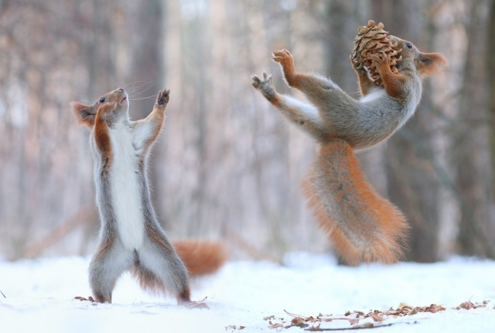 Red squirrels playing with snowballs.