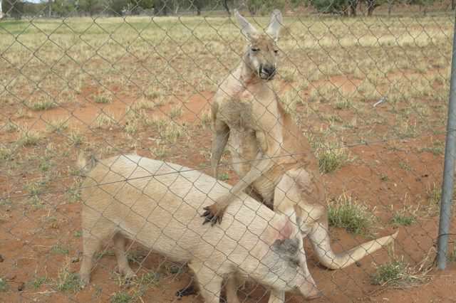 351C6C5D00000578 0 A kangaroo and a pig have been photographed having sex in a padd a 34 1465527905260 1 640x426