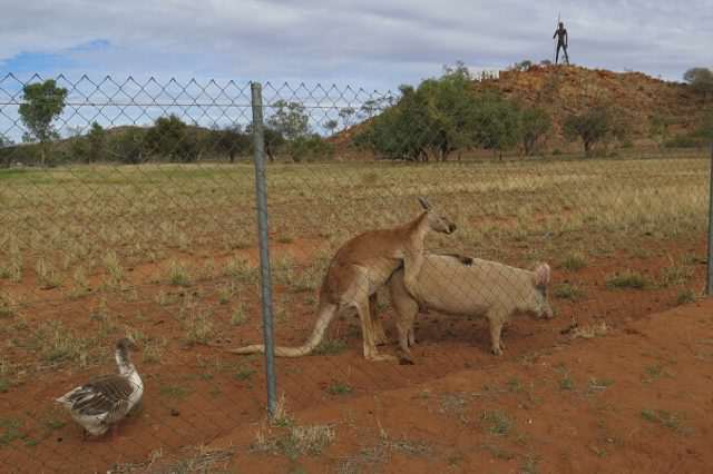351C6F0500000578 0 After a few minutes the kangaroo moved to the back of the pig an a 36 1465527905383 640x426
