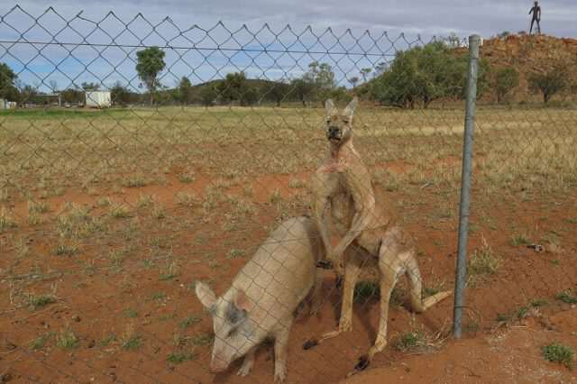 351C6C3000000578 3634548  I tried to take the pig away the other day and the kangaroo alm a 7 1465528466458 640x426