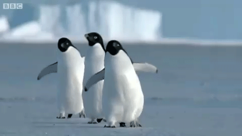 walking penguin waddling