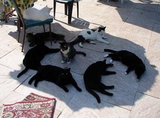 When all the stray cats combine underneath one big umbrella for shade.