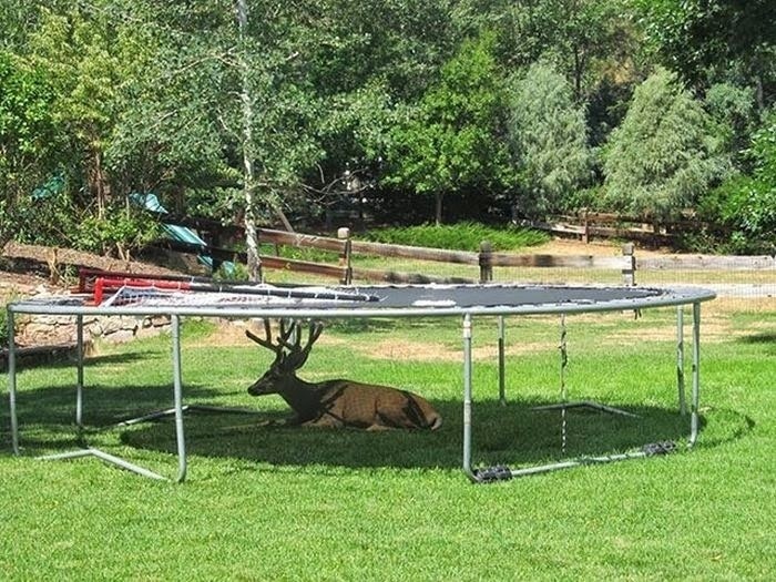When you find a deer underneath your trampoline. 