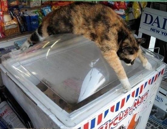 When you find a cat sprawled out on top of a freezer. 