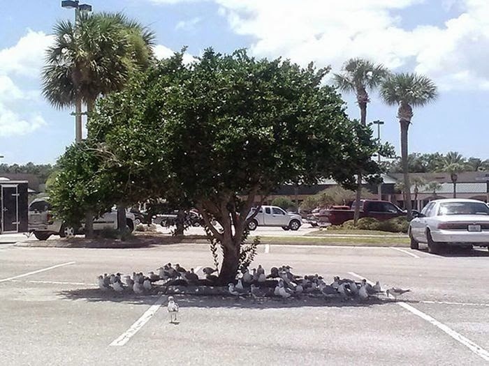 When birds come together to share the shade underneath one big tree. 